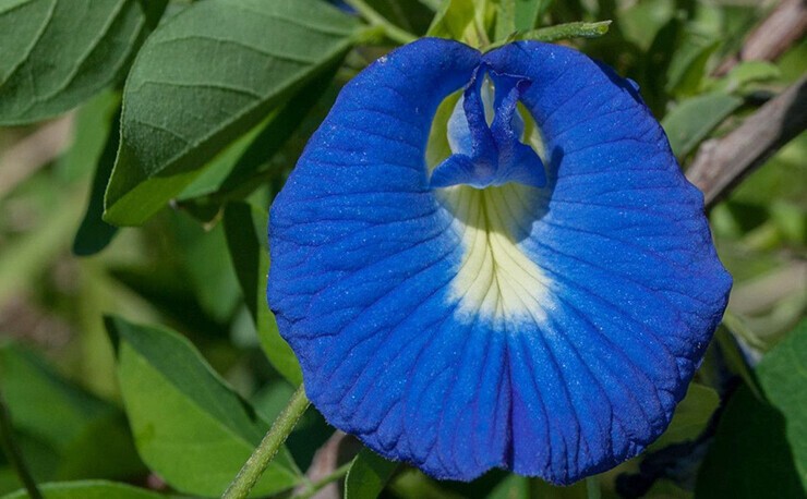 clitoria