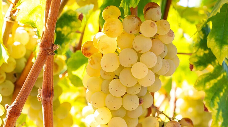 Xarel·lo wine