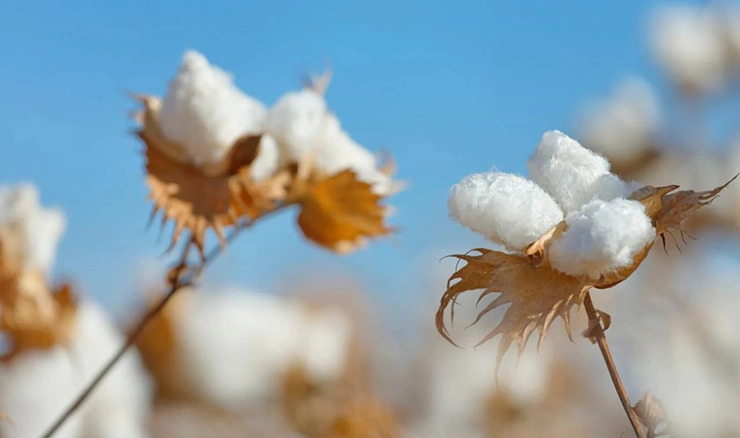 Premium Cotton Varieties
