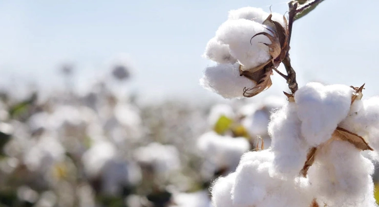Premium Cotton Varieties