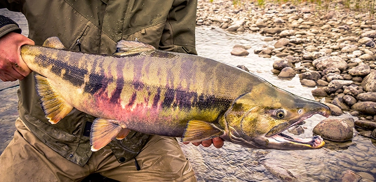 Chum salmon 