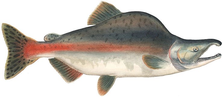 pink salmon fish
