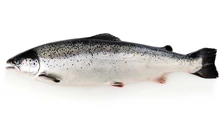 salmon guide fish