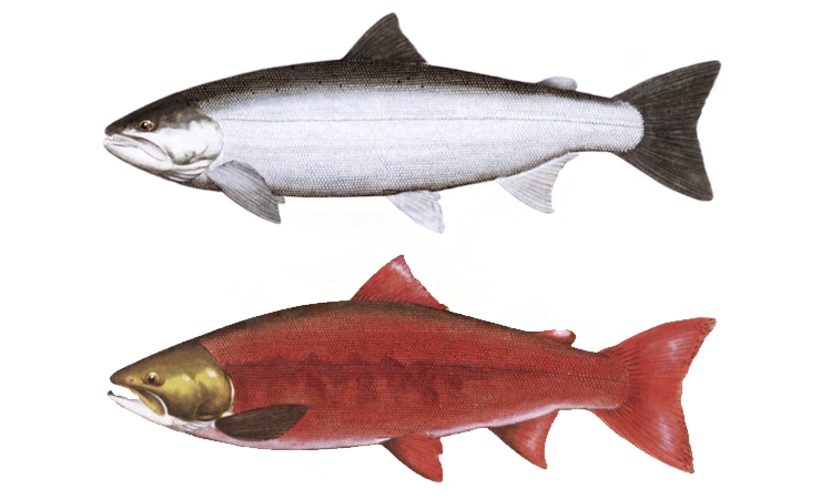 nerka