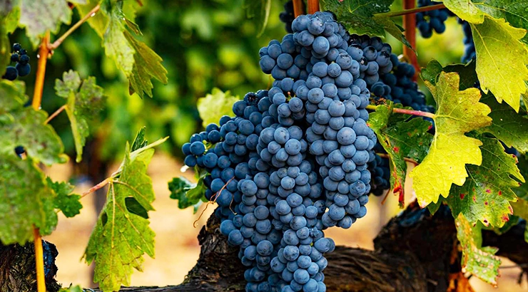 Tempranillo wines