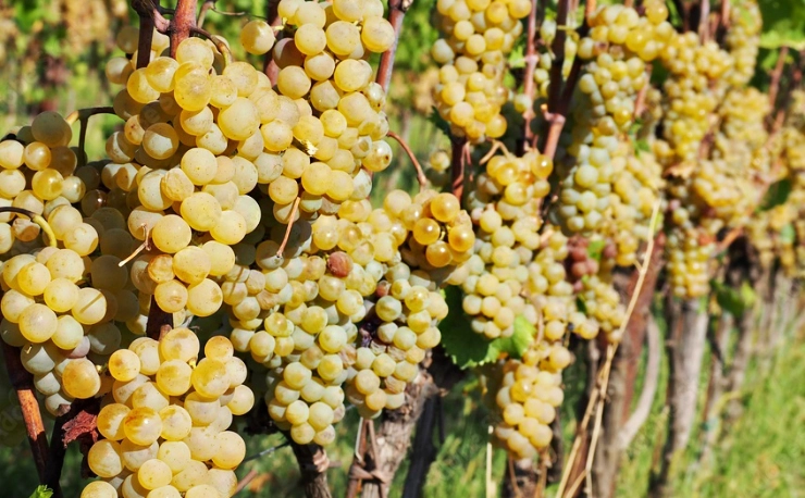 Ribolla Gialla wine