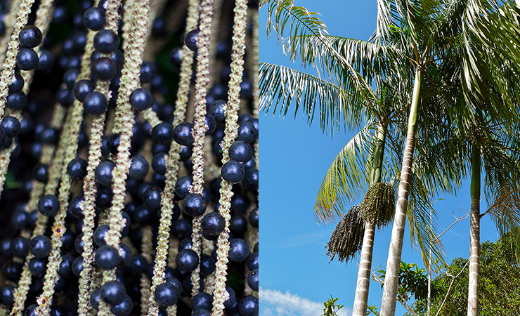 Açaí Berries