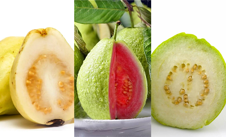 guava what is