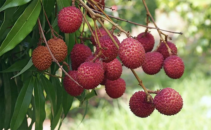 Lychee