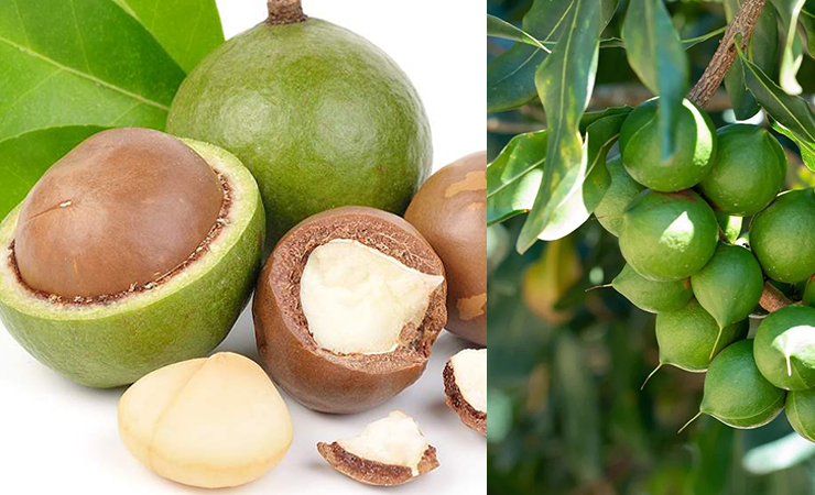 Macadamia what is