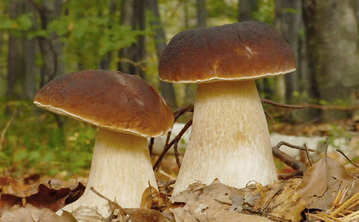 Borgotaro Mushroom