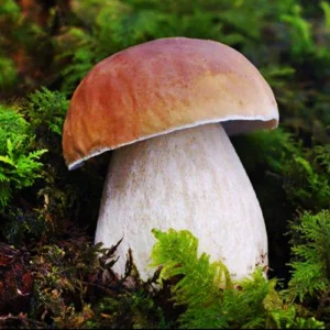 Borgotaro Mushroom