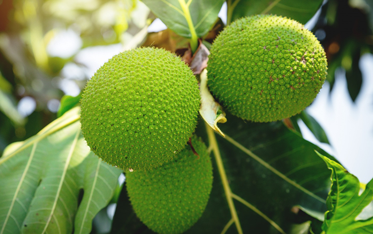 Breadfruit