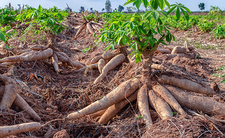 Cassava
