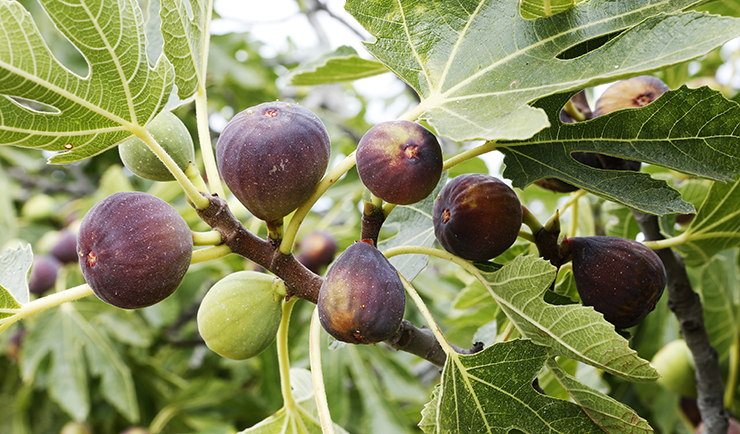 fig fruit