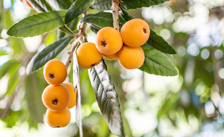 Loquat