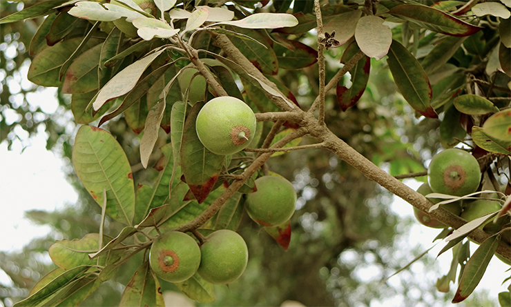 Lucuma fruit