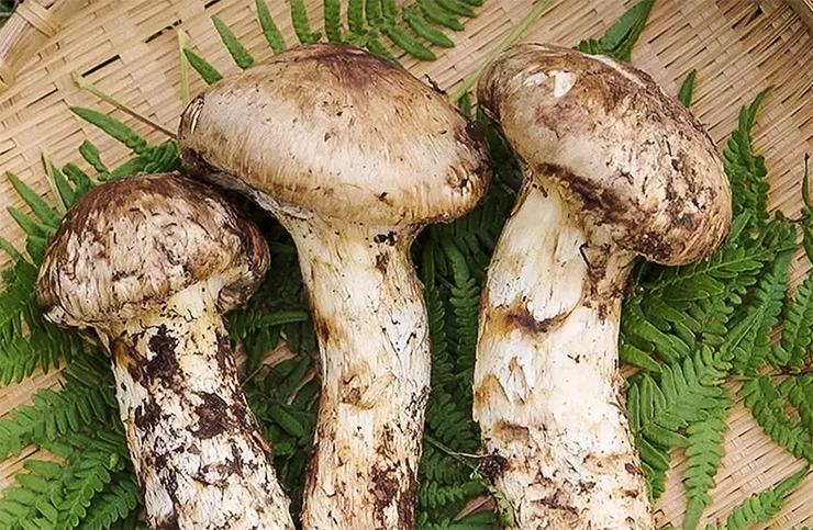 Matsutake mushrooms