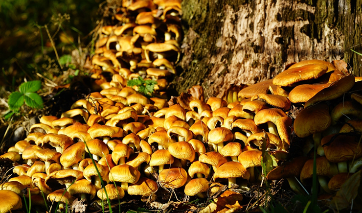 Nameko mushrooms