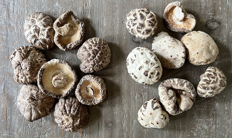 Shiitake Mushrooms in Skincare