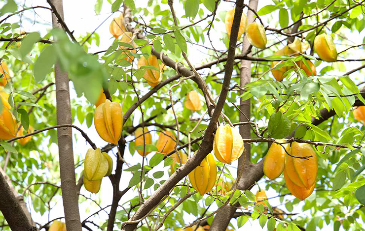 Starfruit