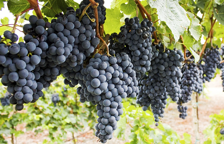 Mencía wine