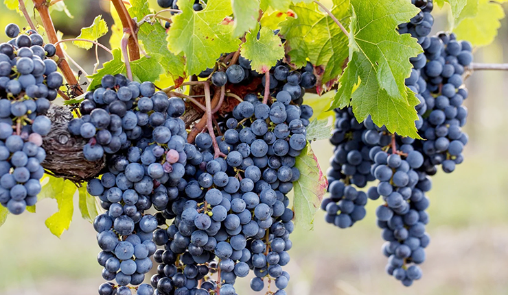 Merlot wines