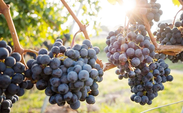 Montepulciano wine