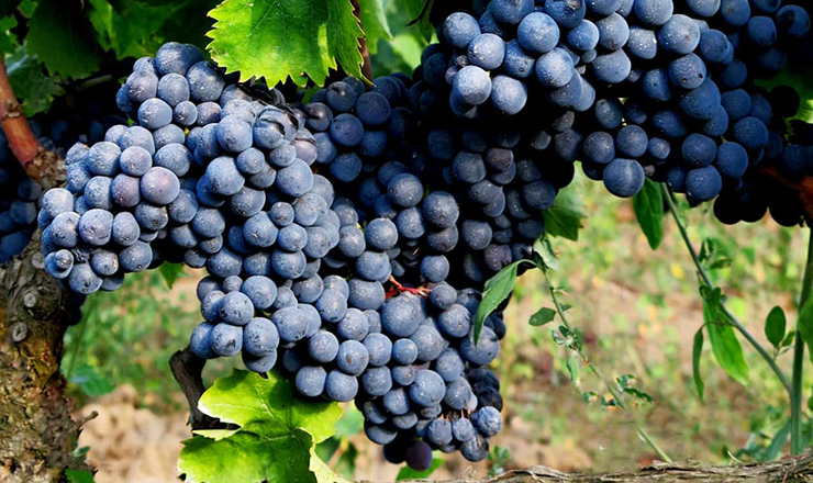 Negroamaro wine