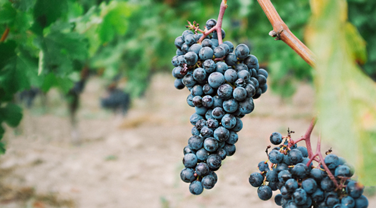 Nerello Mascalese wine