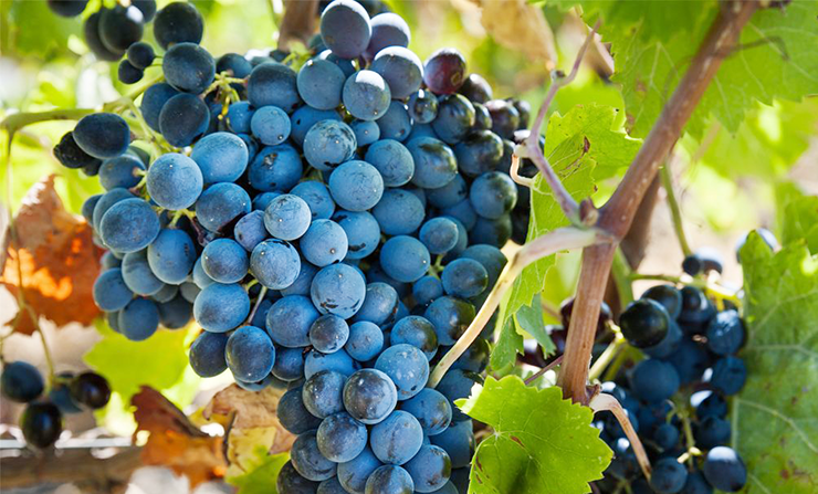 Nero d’Avola wine