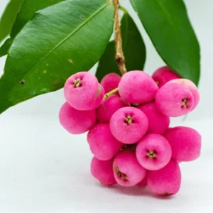 Lilly Pilly is
