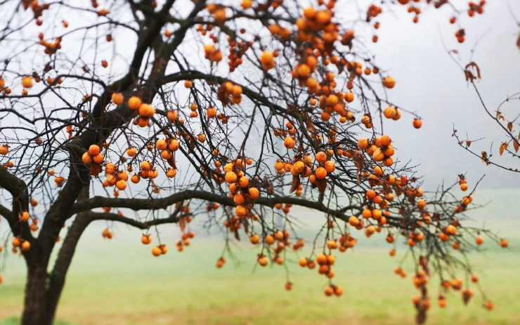 Persimmon is