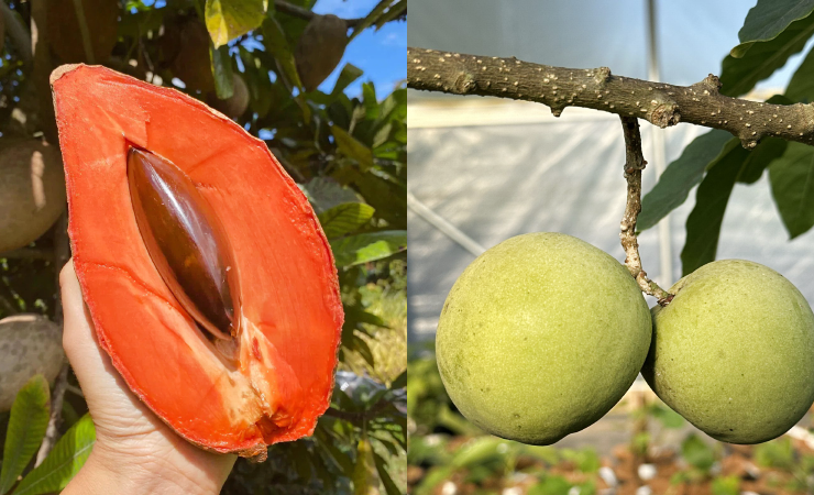 Sapote is