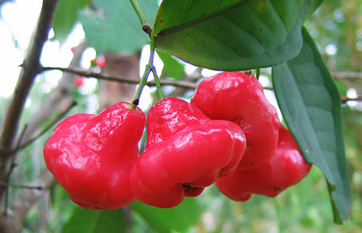 Water Apple is