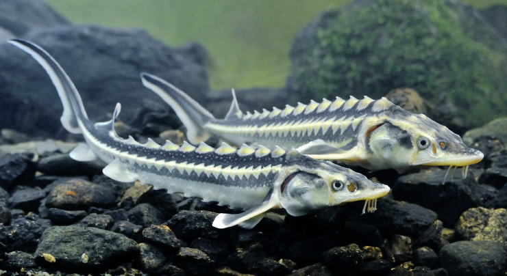 Sturgeon, Beluga, Sevruga, Sterlet
