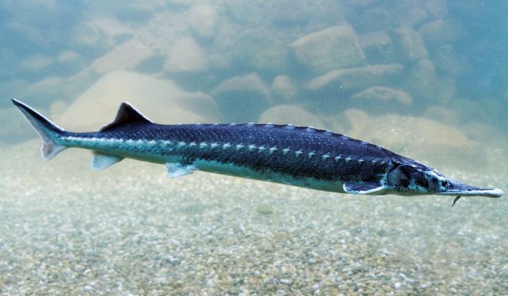Sturgeon, Beluga, Sevruga, Sterlet