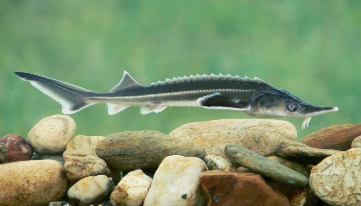 Sturgeon, Beluga, Sevruga, Sterlet