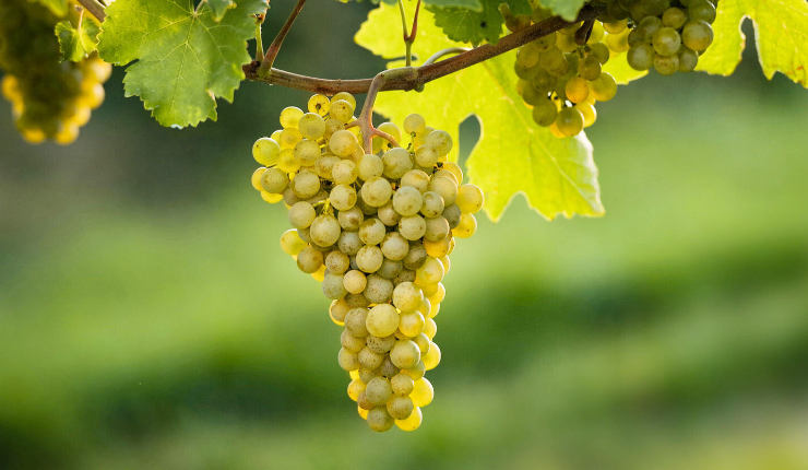 Grüner Veltliner wines