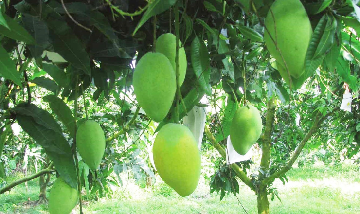 Hoa Loc mango