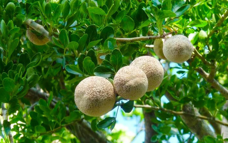 Wood Apple is