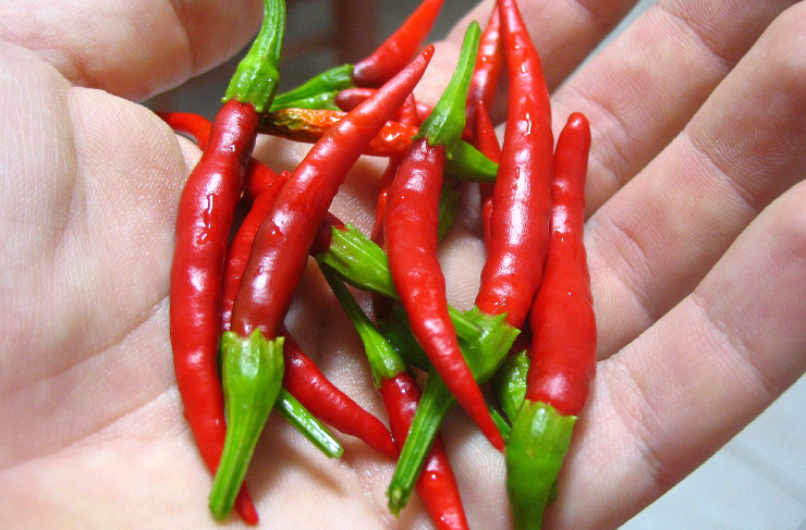 Chile de arbol is