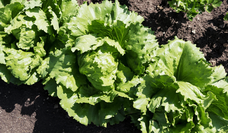 Iceberg Lettuce is