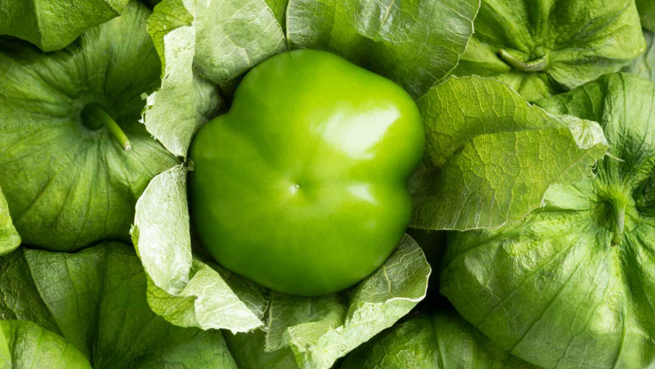 Tomatillo is