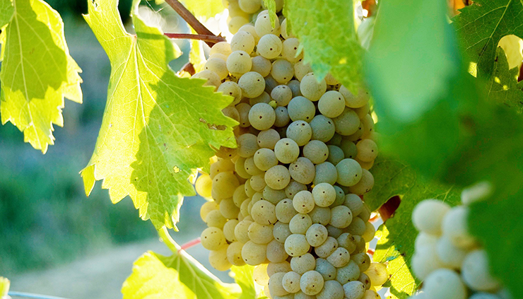 grechetto wine