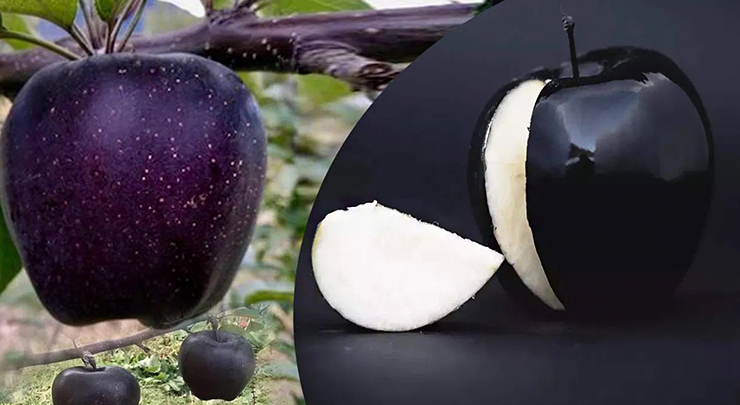 Black Diamond Apple is