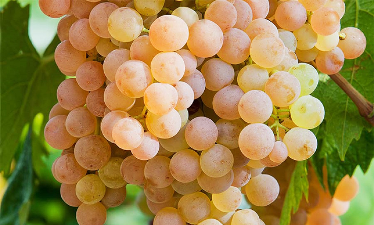 Garganega wines