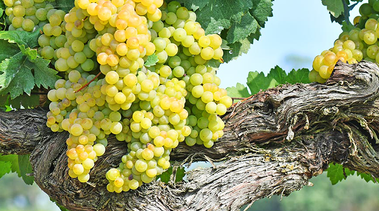 Godello wine