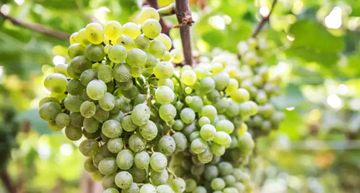 falanghina grape wine