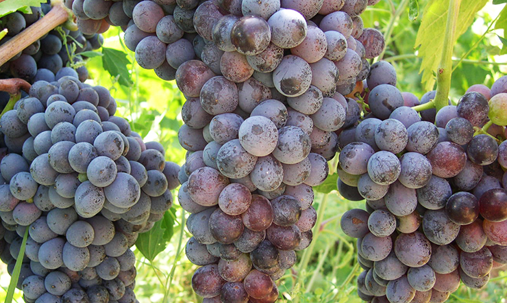 Gaglioppo wine
